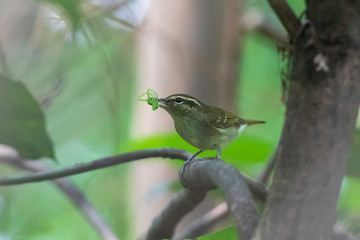 bird on a branch