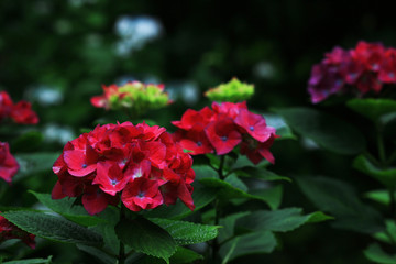 Landscape of hydrangea blooming on a path in Kamakura, Japan