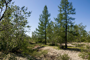 Green forest with pines, spruces, larches and birches. Bright summer day with blue sky