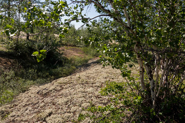 Green forest with pines, spruces, larches and birches. Bright summer day with blue sky