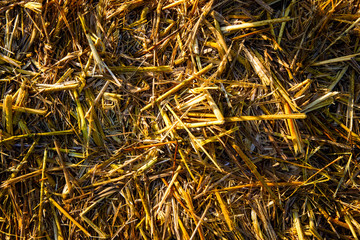 Abstract background of golden rice straw in the rice paddy.
