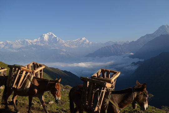 Lastentiere im Himalaya vor Panorama Blick im Anapura, Nepal - Donkeys, Esel &uuml;ber den Wolken bei Sonnenaufgang
