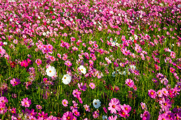 Fototapeta premium Cosmos flower field in pink, purple, red and white colors. Cosmos Bipinnatus or Mexican Aster. Pink flower background. 