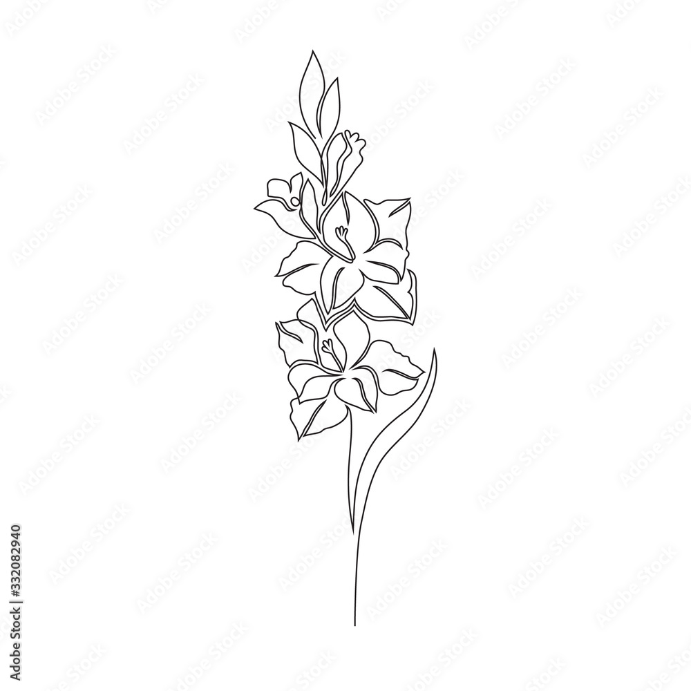 Poster Gladiolus flower on white