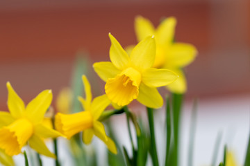 Group of yellow blooming daffodils in the garden 