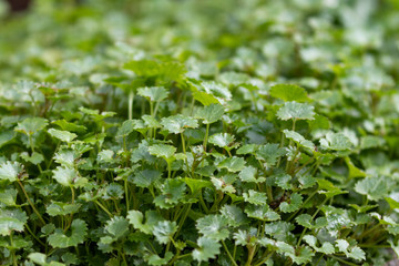 Several small green leafs in the garden in spring