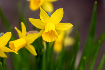 Close up of the open blossom of a yellow blooming daffodil in the garden