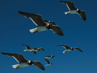Wildlife. Group of flying seagulls in the blue sky.