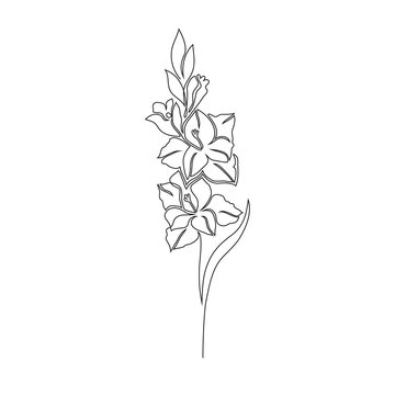Gladiolus flower on white