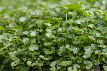 close up of several small green leafs in the garden in spring