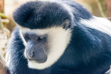 仙台の八木山動物園のオナガザル(アビシニアコロブス)