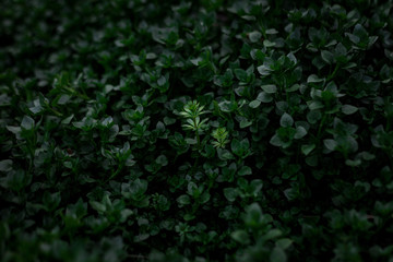 Obraz premium small plants, one is different from all