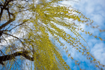 Obraz premium willow tree, in the wind, with swollen buds