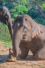 Fototapeta premium Family of Thai elephants. Asian elephant family that villagers raised in Thailand.