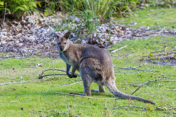 Naklejka na ściany i meble Tasmanian Bennetts wallaby on Bruny island