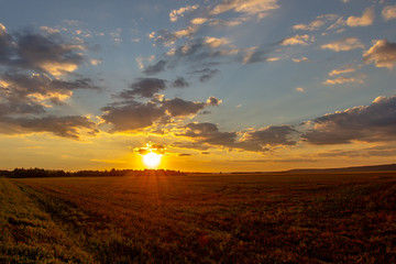 summer sunset in the field
