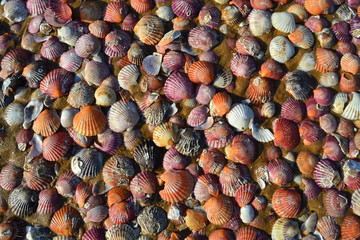 Beautiful and colorful shells on the beach