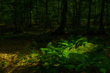 green ferns in dappled light inside dark woods. Lozere France.