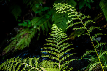 green fern hanging over river , mount Lozere france.
