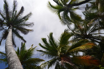 Fototapeta na wymiar Sky with some clouds and palm trees