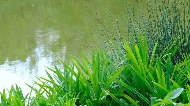 lake side wetland grass closeup view