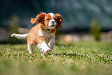 Fototapeta premium Sweet baby KING CHARLES SPANIEL