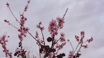 Almond blossoms in spring