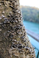 Funghi mushroom or fungus on a tree