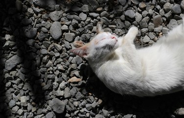 White cat sleeping on dark floor