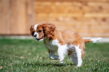 Sweet baby KING CHARLES SPANIEL