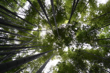 Peaceful bamboo forest in Kyoto, Japan