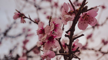Almond blossoms in spring