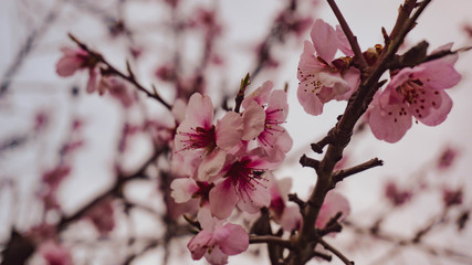 Almond blossoms in spring