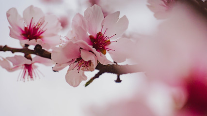 Almond blossoms in spring
