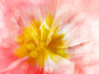 Fototapeta na wymiar beautiful tulip flower macro red color.
