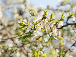 Prunus spinosa | Blackthorn or sloe shrub with blackish bark, dense spiny branches full of buds and flowers with ive creamy-white petals between leaves with serrated margin 