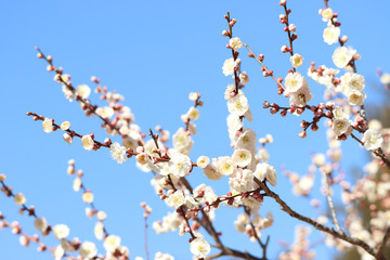 ウメ　栃木県真岡市