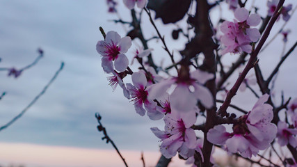 Almond blossoms in spring