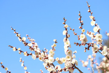 ウメ　栃木県真岡市