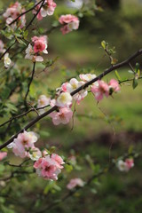 春の花