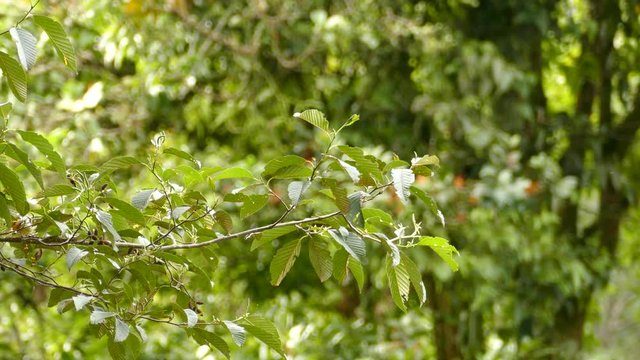 Striking blackburnian warbler bird catching small worm to feed