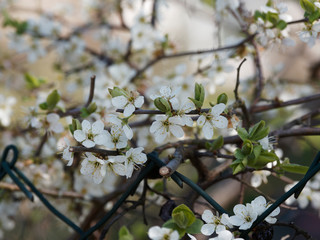 Prunus spinosa | Blackthorn or sloe shrub with blackish bark, dense spiny branches full of buds and...