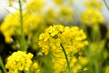 Fototapeta premium 菜の花畑