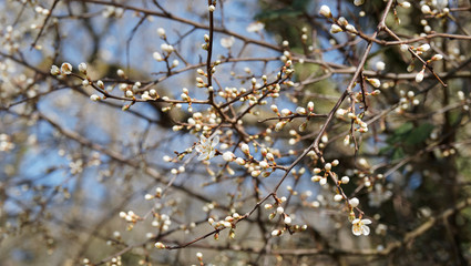 Close up on buds and blooming white flowers on blackish thorny branches of blackthorn (Prunus spinosa) 