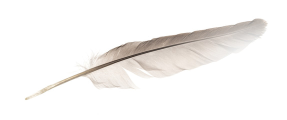 Natural bird feathers isolated on a white background. pigeon and goose feathers close-up