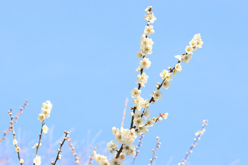 ウメ　栃木県真岡市