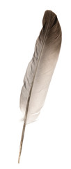 Natural bird feathers isolated on a white background. pigeon and goose feathers close-up