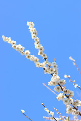 ウメ　栃木県真岡市