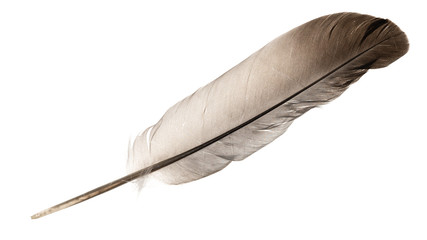 Natural bird feathers isolated on a white background. pigeon and goose feathers close-up