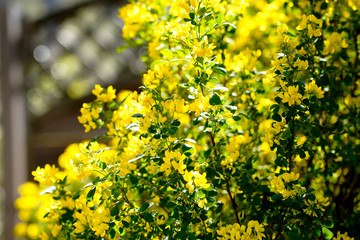 buisson de coronille jaune au printemps dans mon jardin